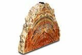 Tall, Arizona Petrified Wood Bookends - Red and Black #307177-2